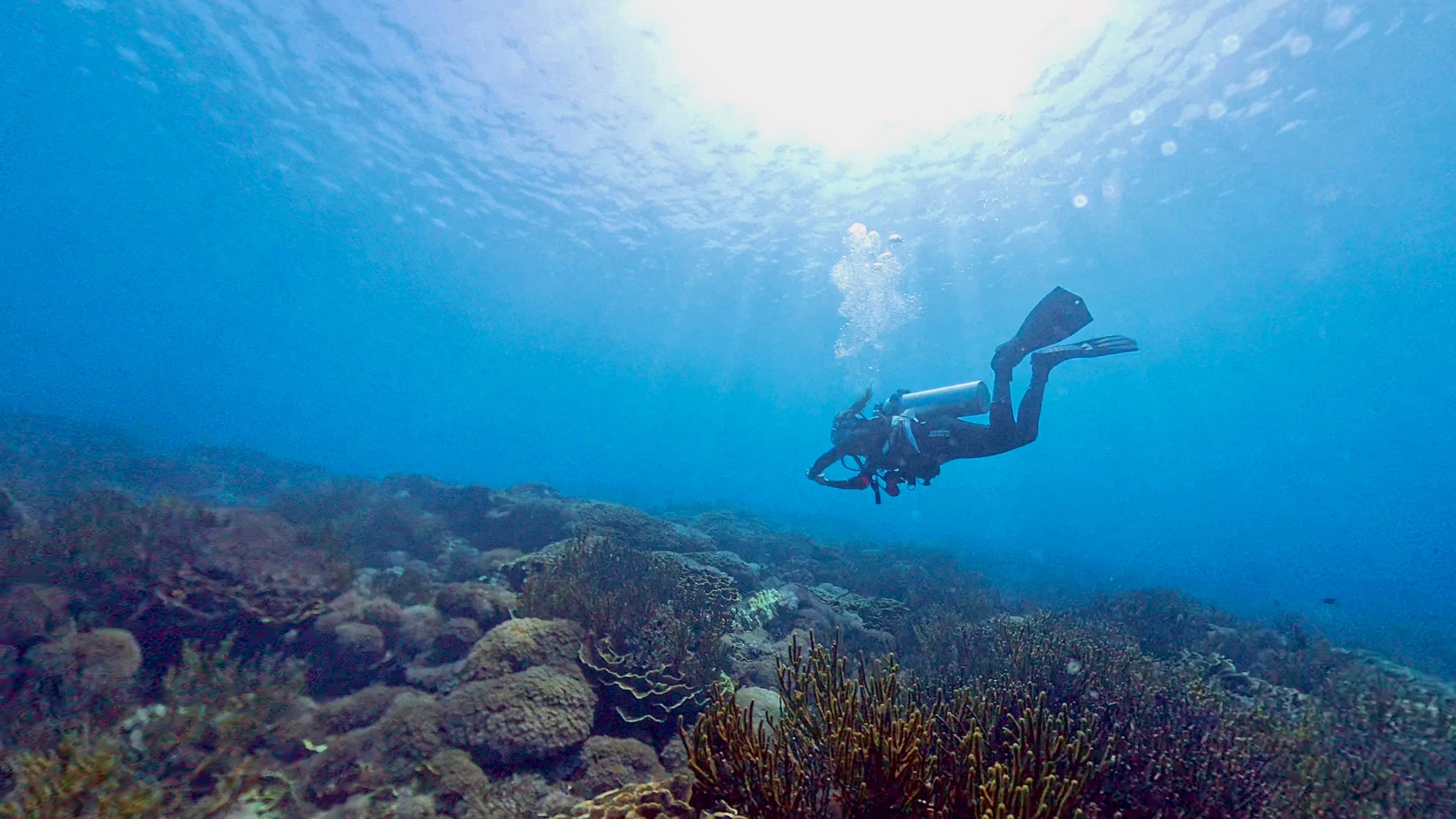 Scuba diving in Koh Tao